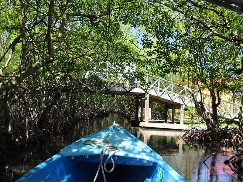 Mangrove Tunnel